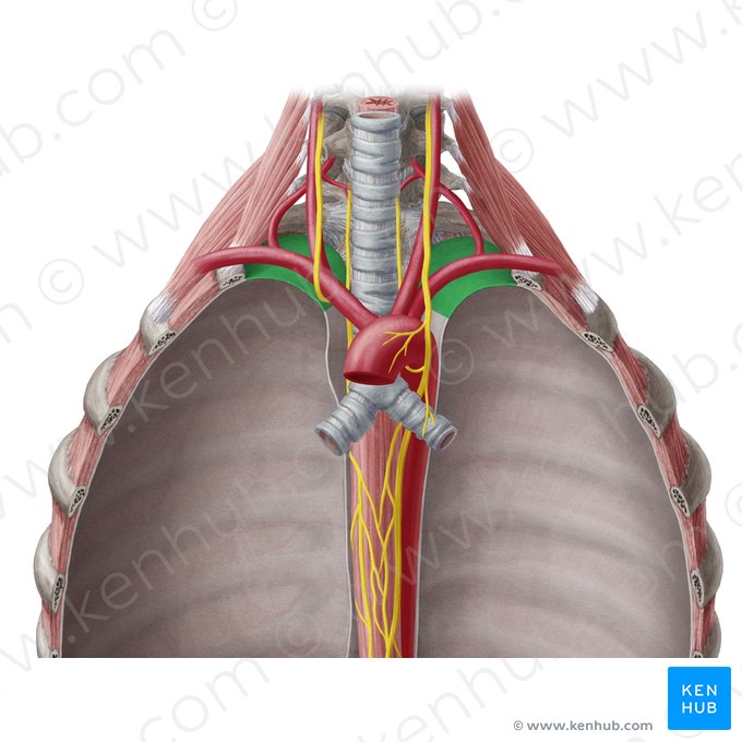 Porção cervical da pleura parietal (Pars cervicalis pleurae parietalis); Imagem: Yousun Koh