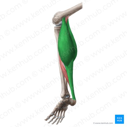 Músculo gastrocnemio (Musculus gastrocnemius); Imagen: Liene Znotina