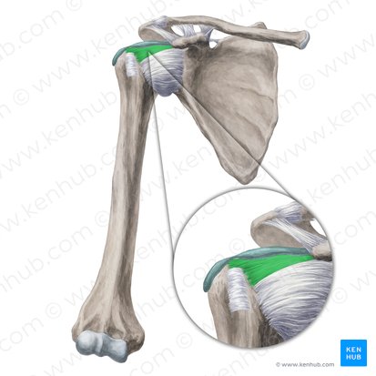 Ligamentum coracohumerale (Schnabelfortsatz-Oberarmknochen-Band); Bild: Yousun Koh