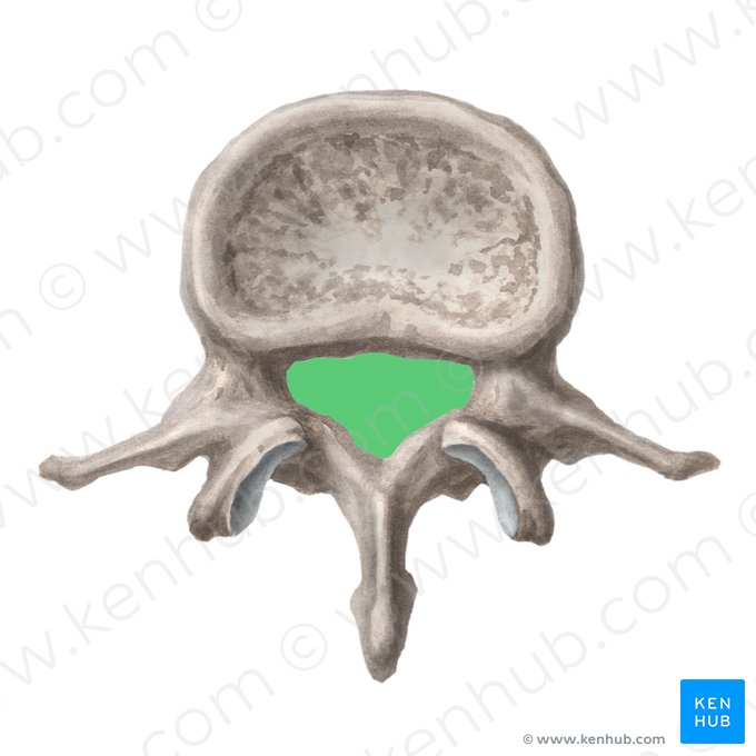 Vertebral foramen (Foramen vertebrale); Image: Liene Znotina