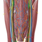 Descending pathways of the autonomic nervous system