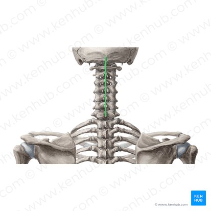 Nuchal ligament (Ligamentum nuchae); Image: Yousun Koh