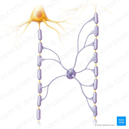 Oligodendrocito (Oligodendrocytus); Imagen: Paul Kim