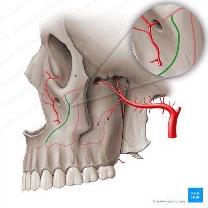 Artéria alveolar superior anterior (Arteria alveolaris superior anterior); Imagem: Paul Kim