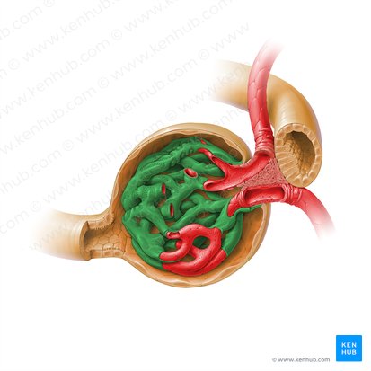 Capa visceral de la cápsula glomerular (Stratum viscerale capsulae glomerularis); Imagen: Paul Kim