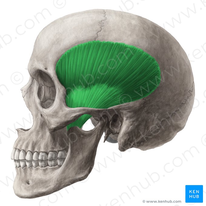 Músculo temporal (Musculus temporalis); Imagem: Yousun Koh