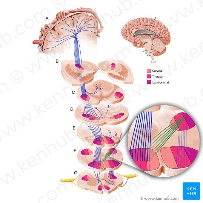 Decusación piramidal (Decussatio pyramidum); Imagen: Paul Kim