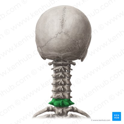 Vertebra C7; Image: National Library of Medicine