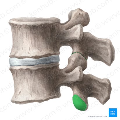 Facies articularis inferior vertebrae (Untere Gelenkfläche des Wirbels); Bild: Liene Znotina