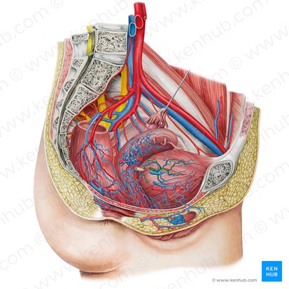 Right superior vesical artery (Arteria vesicalis superior dextra); Image: Irina Münstermann