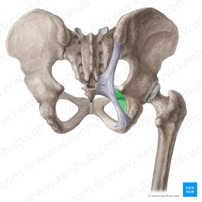 Foramen ischiadicum minus (Kleines Sitzbeinloch); Bild: Liene Znotina