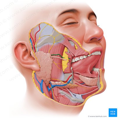 Artéria facial transversa (Arteria transversa faciei); Imagem: Paul Kim