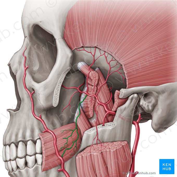 Buccal artery (Arteria buccalis); Image: Paul Kim