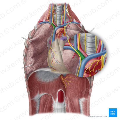Vena braquiocefálica derecha (Vena brachiocephalica dextra); Imagen: Yousun Koh