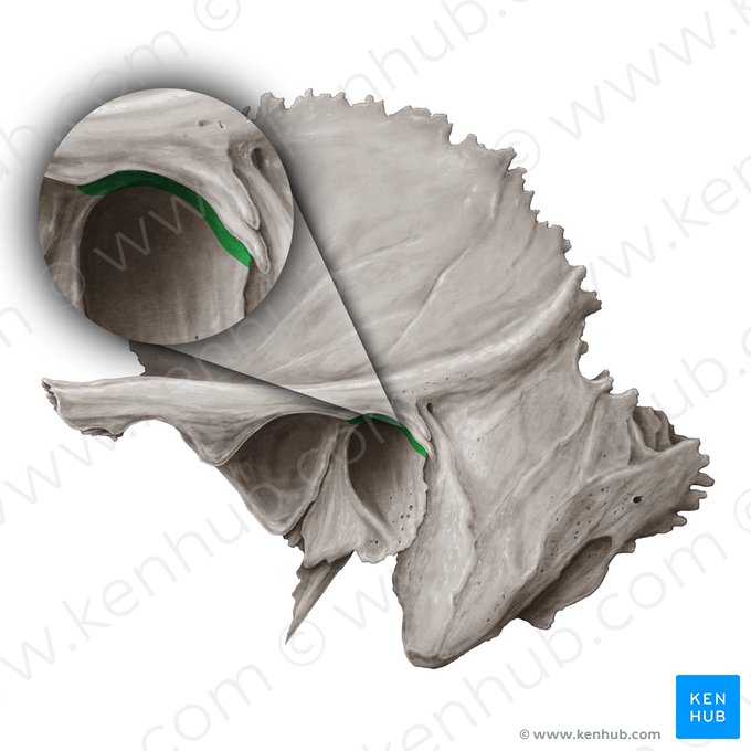 Tympanosquamous fissure (Fissura tympanosquamosa); Image: Samantha Zimmerman