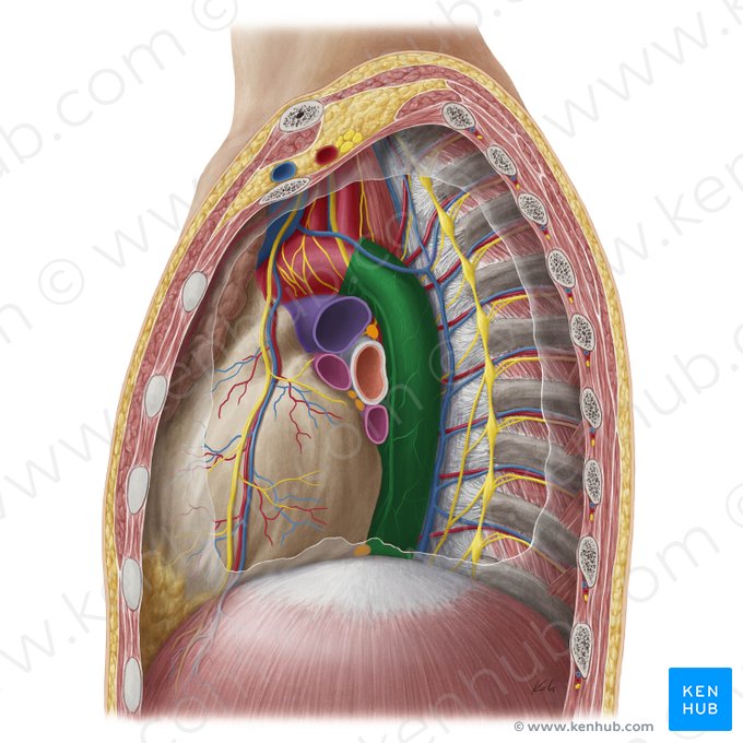 Aorta thoracica descendens (Absteigende Brustaorta); Bild: Yousun Koh