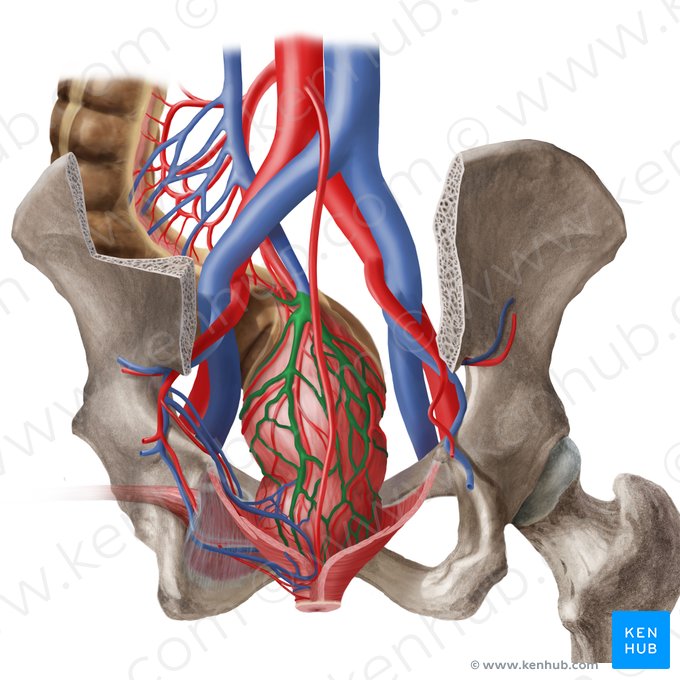 Veia retal superior (Vena anorectalis superior); Imagem: Begoña Rodriguez