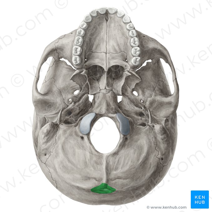 Protuberantia occipitalis externa (Äußere Vorwölbung des Hinterhauptbeins); Bild: Yousun Koh