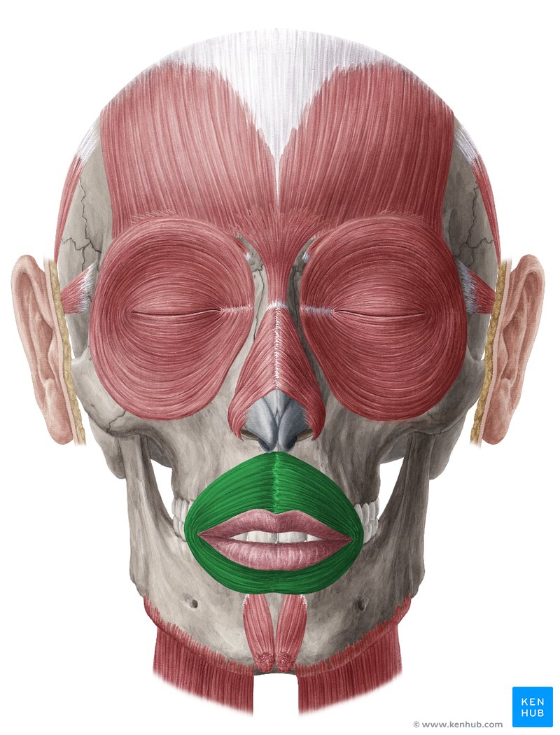 Orbicularis Oris Muscle