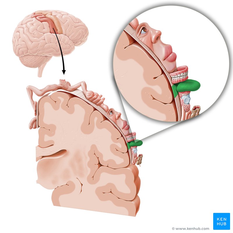 sensorischer Homunkulus