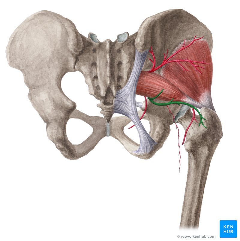 Inferior gluteal artery - dorsal view
