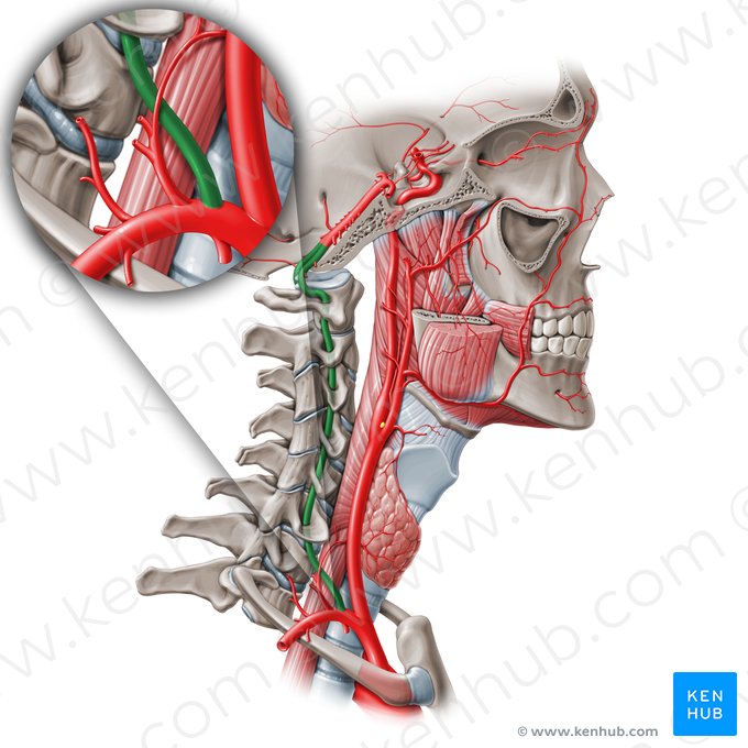Arteria vertebral (Arteria vertebralis); Imagen: Paul Kim