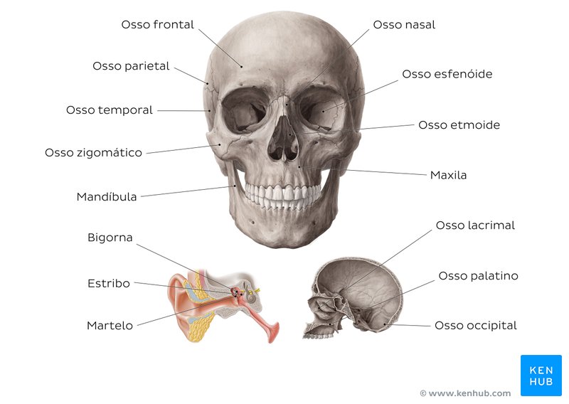 Visão geral do crânio, vista anterior