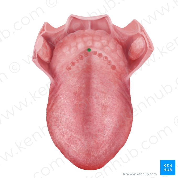 Forame cego da língua (Foramen caecum linguae); Imagem: Begoña Rodriguez