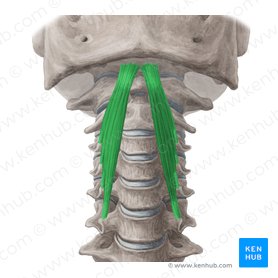Músculo largo de la cabeza (Musculus longus capitis); Imagen: Yousun Koh