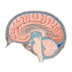 Cerebrospinal fluid production and circulation