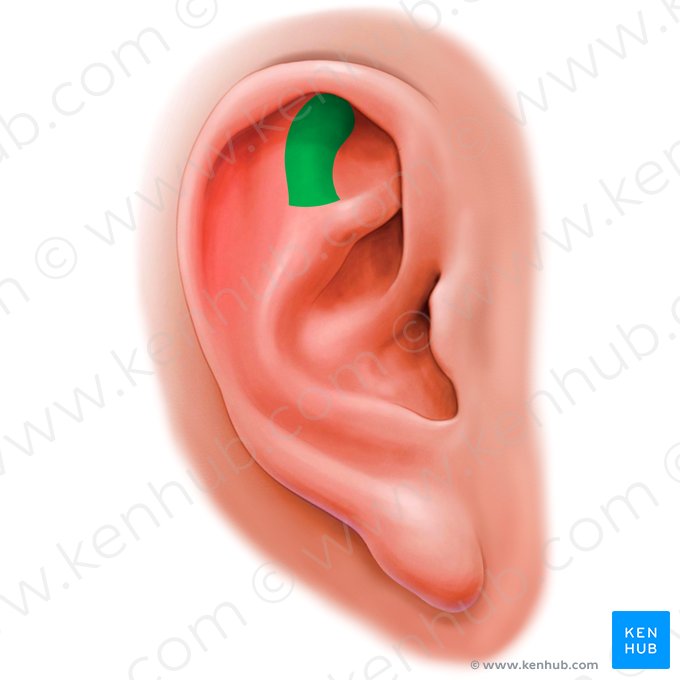 Crus posterior antihelicis (Hinterer Schenkel der Gegenleiste der Ohrwulst); Bild: Paul Kim