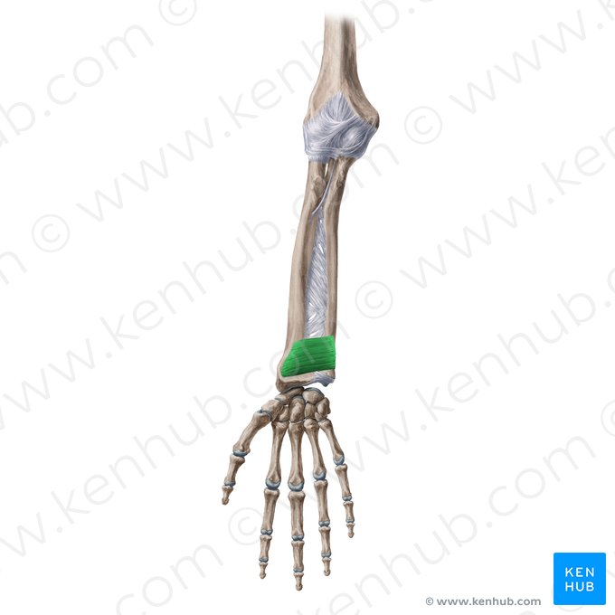 Musculus pronator quadratus (Viereckiger Einwärtsdreher); Bild: Yousun Koh