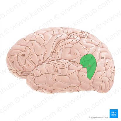 Área 39 de Brodmann (Area Brodmann 39); Imagen: Paul Kim