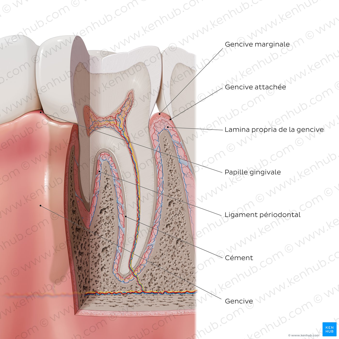 Structures de soutien d’une dent (schéma)