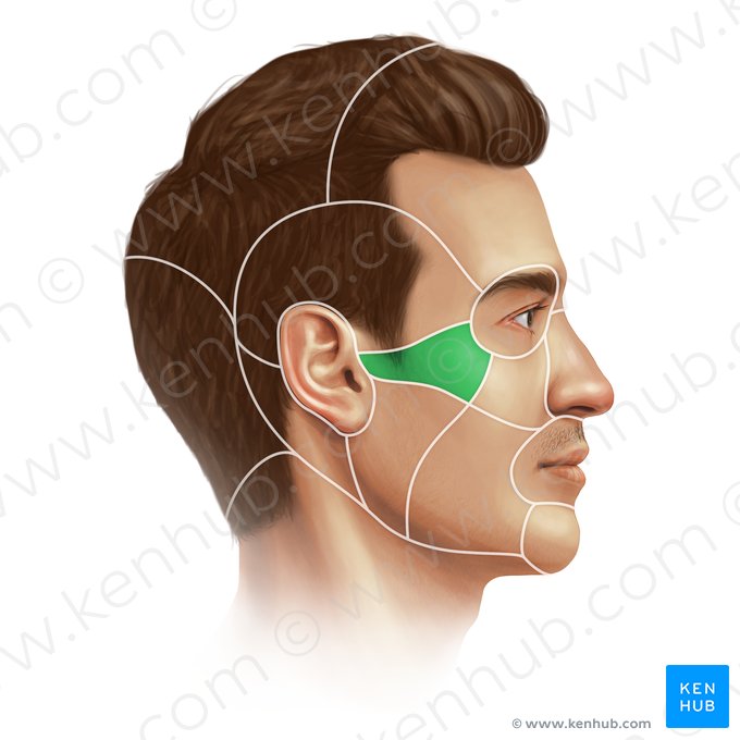 Zygomatic region (Regio zygomatica); Image: Paul Kim