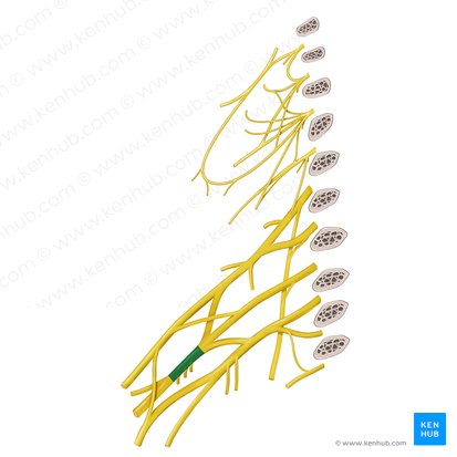 Posterior cord of brachial plexus (Fasciculus posterior plexus brachialis); Image: Begoña Rodriguez
