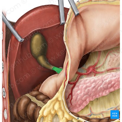 Ligamentum hepatoduodenale (Leber-Zwölffingerdarm-Band); Bild: Esther Gollan