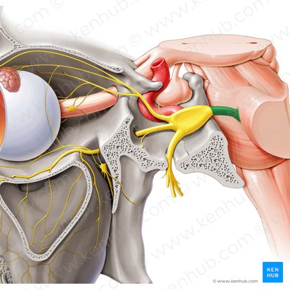 Trigeminal nerve (Nervus trigeminus); Image: Paul Kim