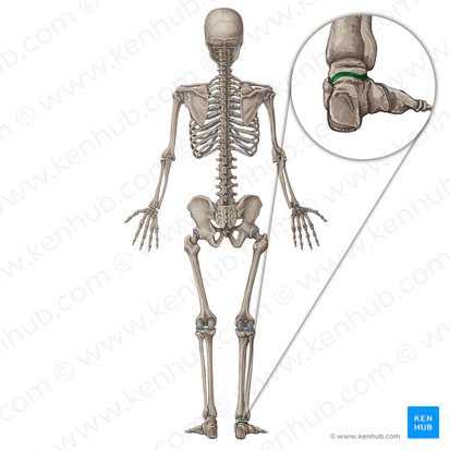 Articulatio subtalaris (Hinteres unteres Sprunggelenk); Bild: Irina Münstermann