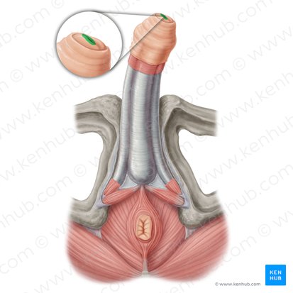 Orificio externo de la uretra (Ostium urethrae externum); Imagen: Samantha Zimmerman