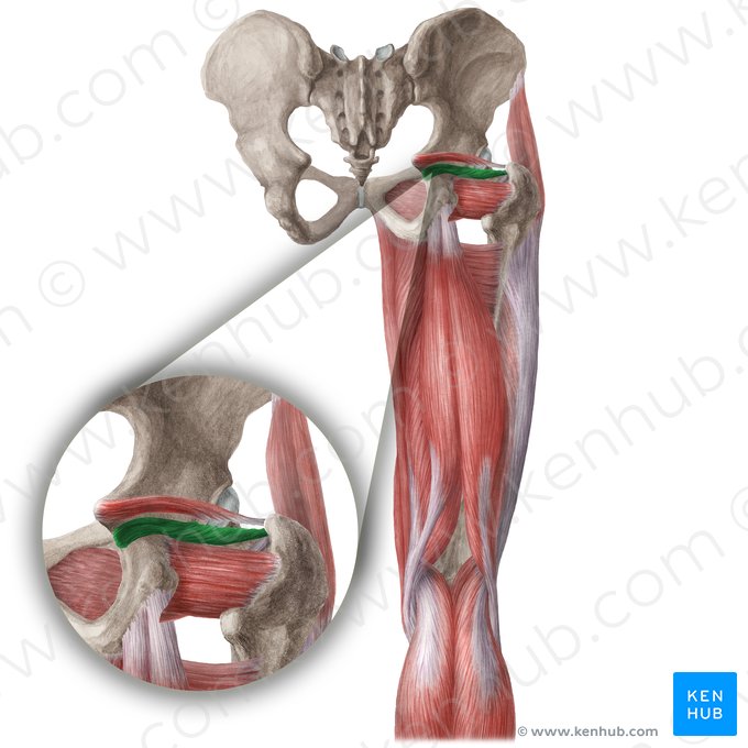 Músculo gêmeo inferior (Musculus gemellus inferior); Imagem: Liene Znotina