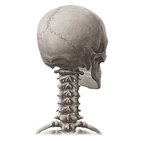 Bones of the skull
