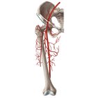 Superficial circumflex iliac artery