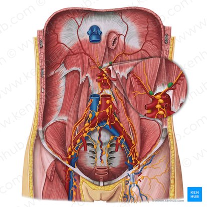 Inferior diaphragmatic lymph nodes (Nodi lymphoidei phrenici inferiores); Image: Irina Münstermann