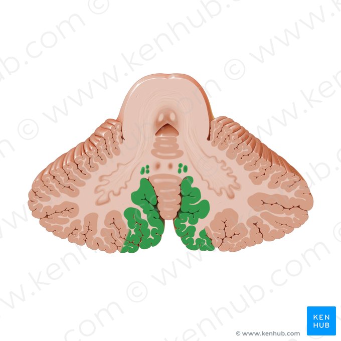 Intermediate zone of cerebellum (Zona intermedia cerebelli); Image: Paul Kim