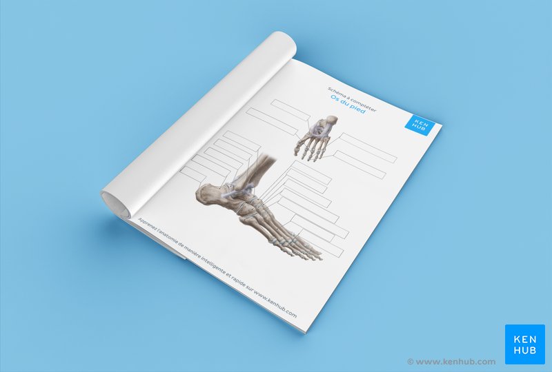 Schéma non-étiqueté montrant les os du pied (Téléchargez le PDF gratuit ci-dessous !)