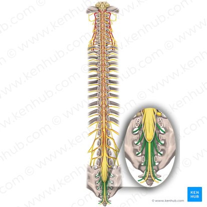 Nervios espinales S1 - S5 (Nervi spinales S1-S5); Imagen: Rebecca Betts