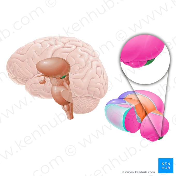 Cuerpo geniculado medial (Corpus geniculatum mediale); Imagen: Paul Kim