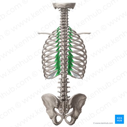 Muscles élévateurs des côtes (Musculi levatores costarum); Image : Yousun Koh