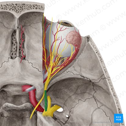 Nervio oftálmico (Nervus ophthalmicus); Imagen: Yousun Koh